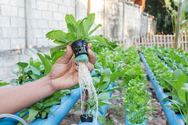 plant phenotyping