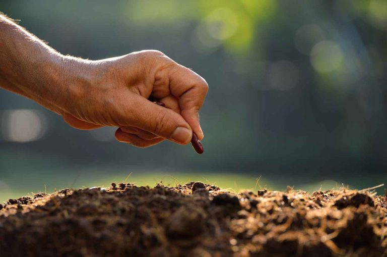 Plant Phenotyping